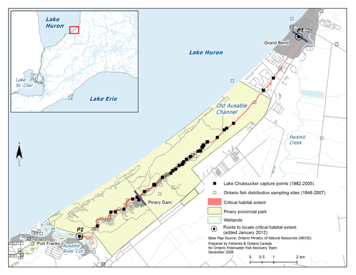 Map 1 is a map of the portion of Lake Huron’s south-eastern shore that surrounds the Old Ausable Channel. The extent of the Lake Chubsucker’s critical habitat is illustrated and includes the length of the Old Ausable Channel from its mouth, denoted by the point P2, to its end at Grand Bend, denoted by the point P1. The map indicates Lake Chubsucker capture points (1982–2005) as well as Ontario fish distribution sampling sites (1846–2007). A smaller scale map including the area depicted by Map 1 and its surroundings is inset at the top left corner.